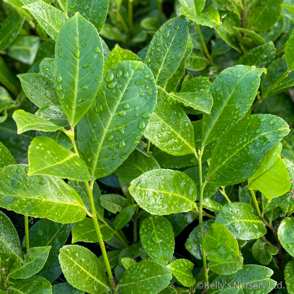 Prunus laur. 20ltr - Image 3