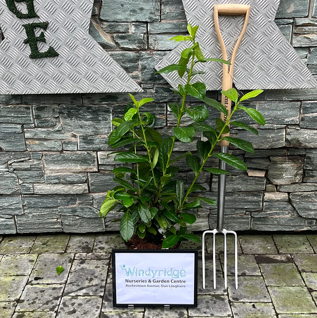 Prunus laur. Novita  60-80 CM