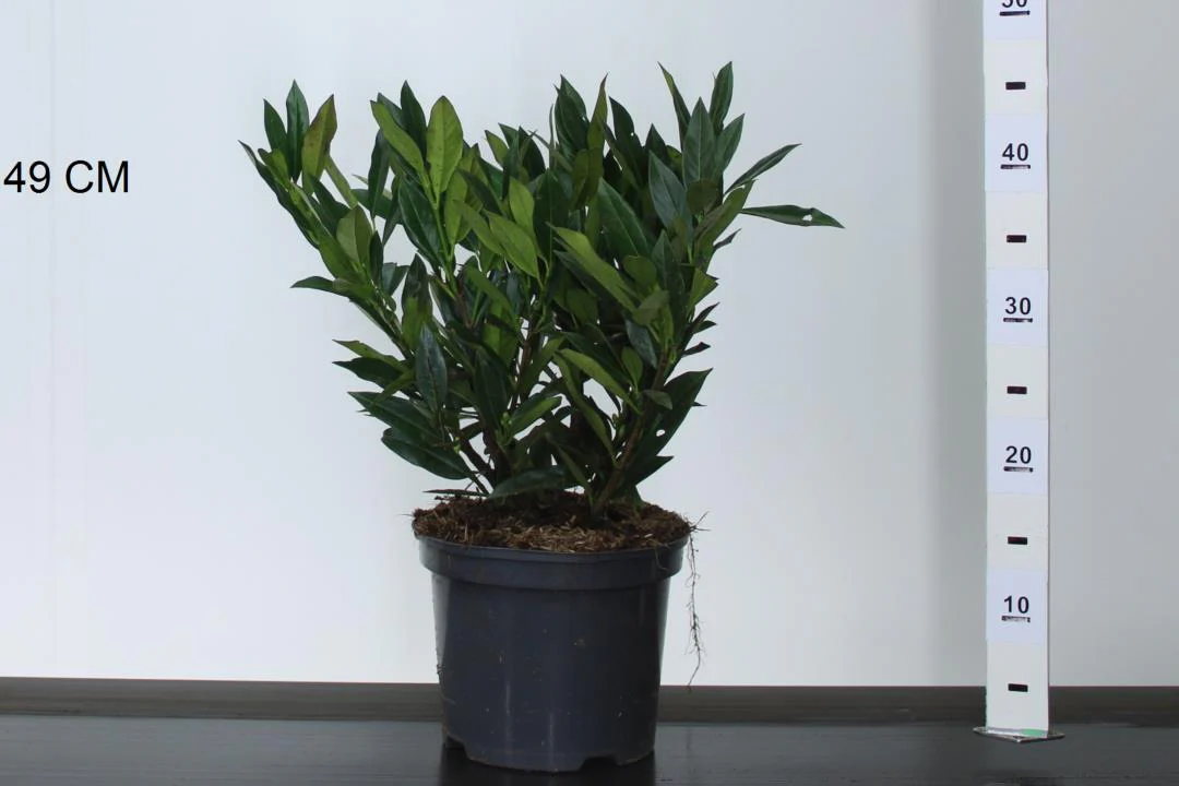 Prunus laur. Otto Luyken - Image 2