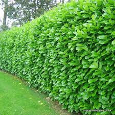 prunus laurocerasus rotundifolia 3litre