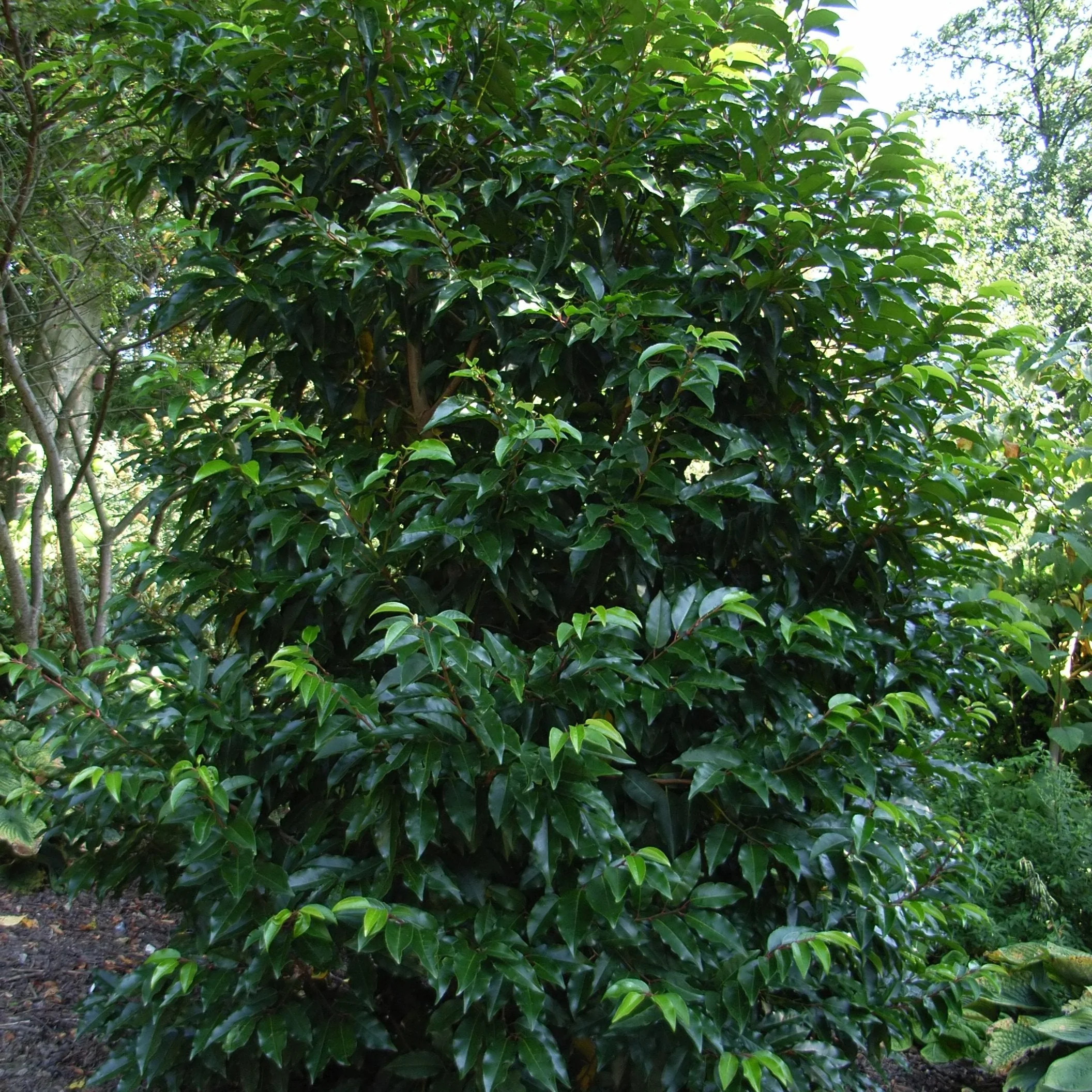 Prunus lus. Angustifolia - Image 2