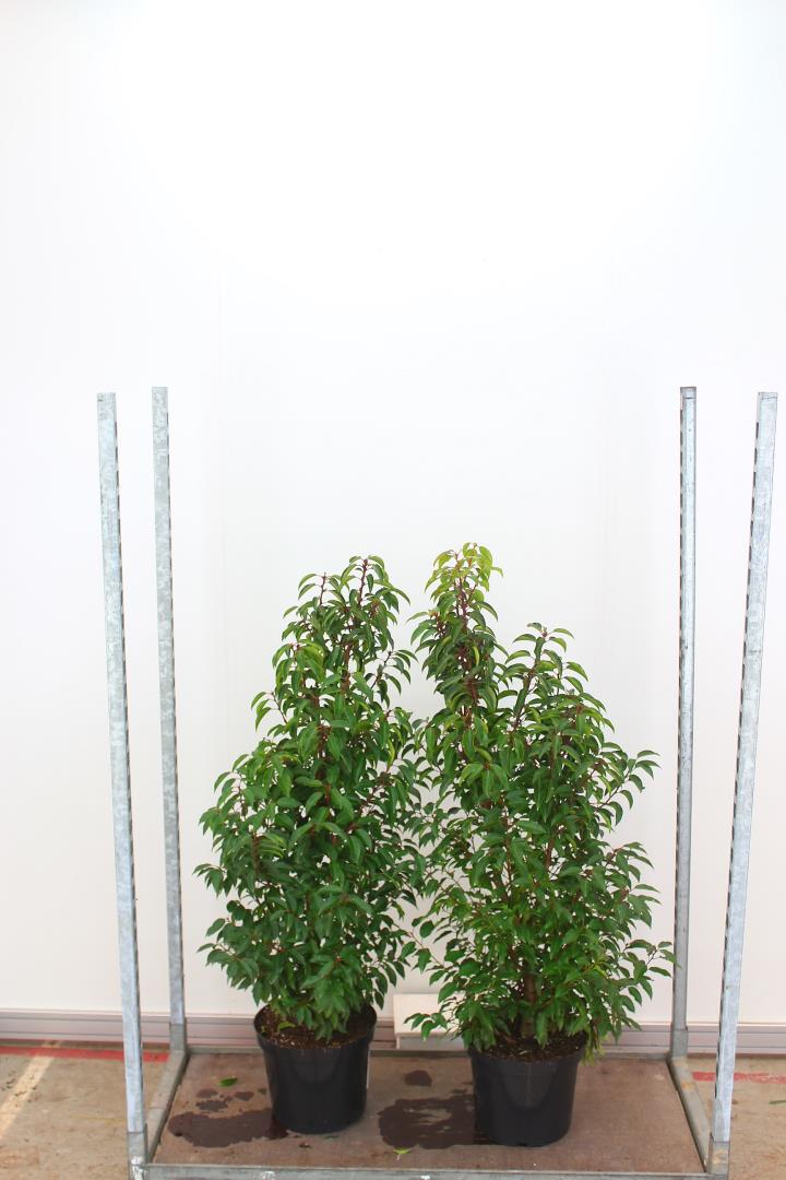 Prunus lus. Angustifolia - Image 3
