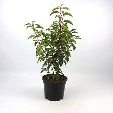 Prunus Lusit.Angustifolia