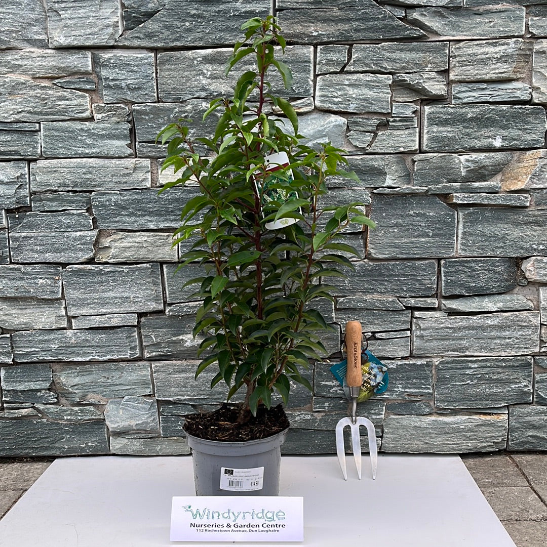 PRUNUS LUSIT. ANGUSTIFOLIA 3Ltr