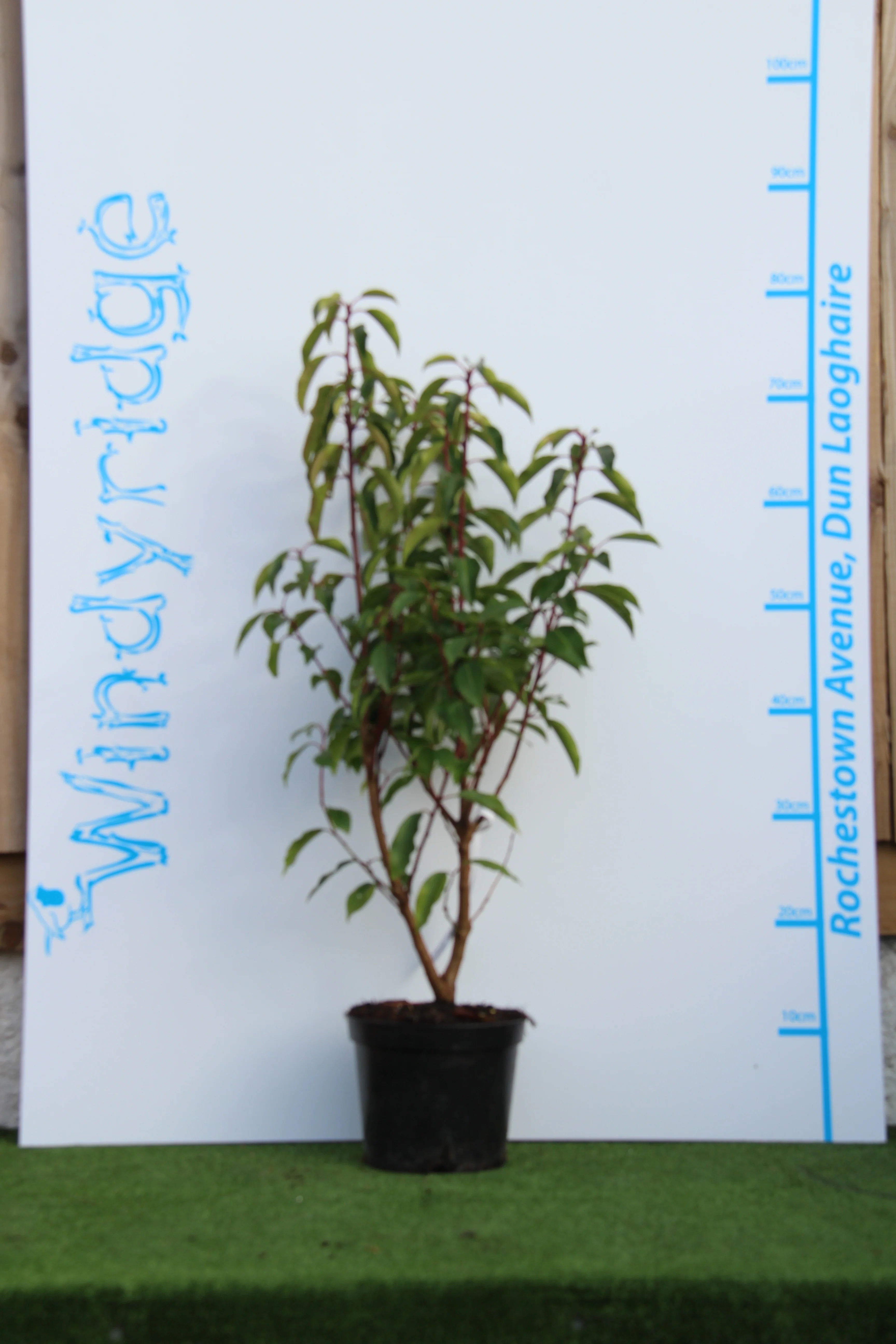 Prunus lusitanica Angustifolia