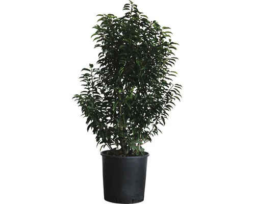 Prunus lusitanica Angustifolia