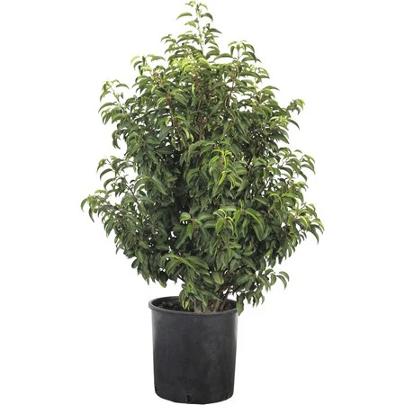 Prunus lusitanica Angustifolia 20L 100-125cm - Image 2