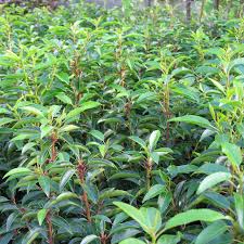 Prunus lusitanica Angustifolia 3L 40-60cm - Image 2