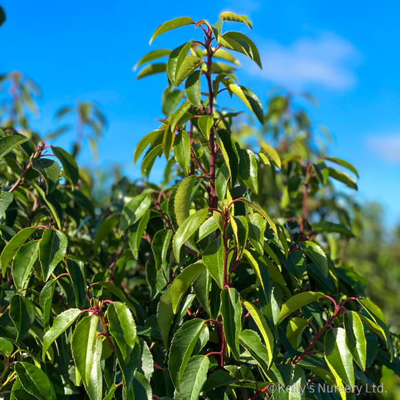 PRUNUS LUSITANICA ANGUSTIFOLIA CLT 15 / 18 H 80 - 100 CM