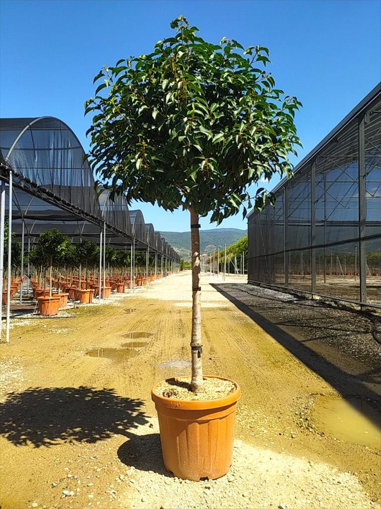 PRUNUS LUSITANICA "ANGUSTIFOLIA" CLT 30 / 35  CIRC. TR. 10 - 12+ CM CHIOMA 60 - 70 CM 1/2 STD