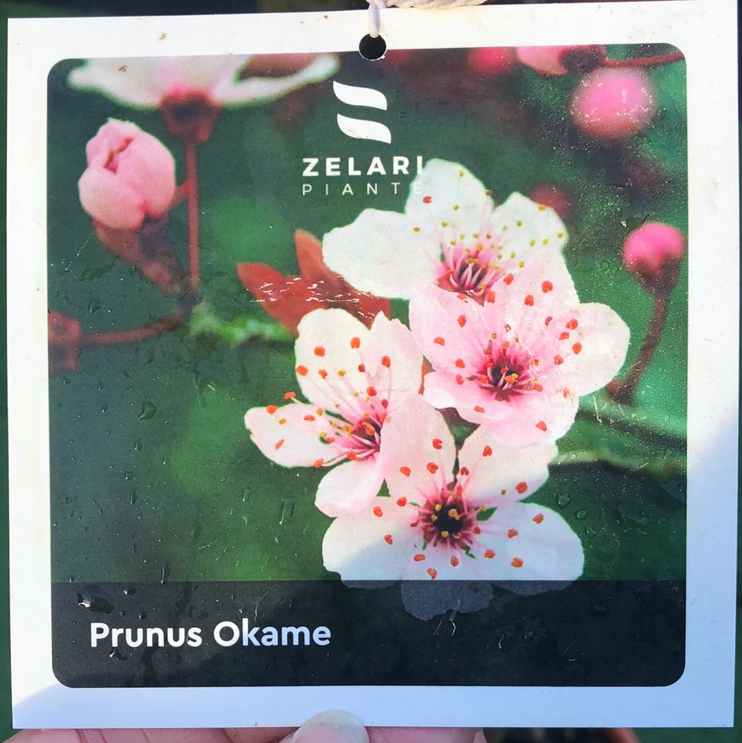 PRUNUS OKAME CLT 25   CIRC. TR. 10 - 12 CM  1/2 STD - Image 2