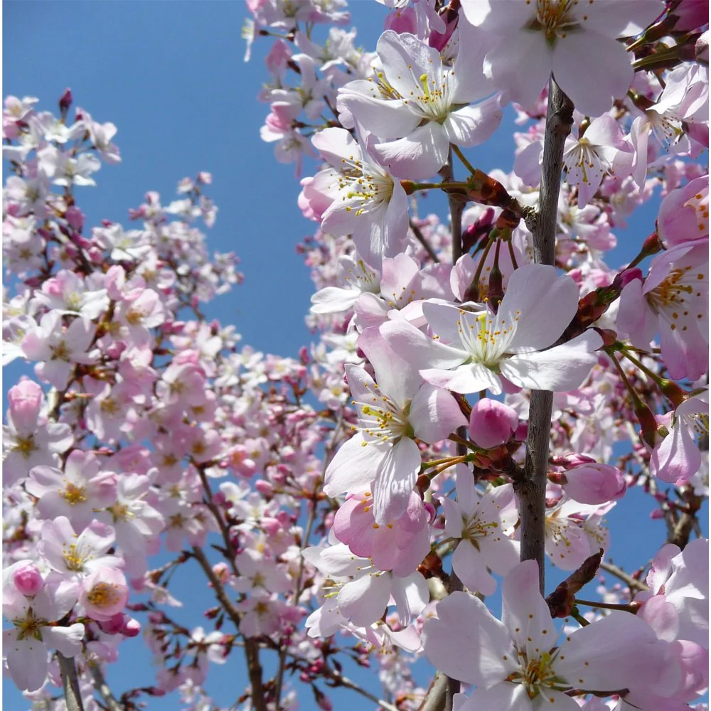 PRUNUS PANDORA