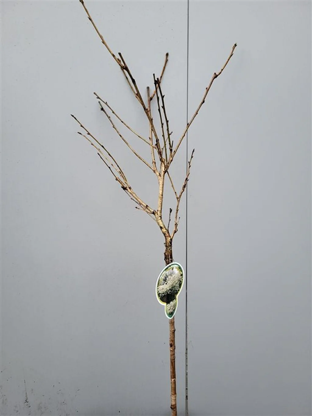 PRUNUS S. SHIMIDSU (MIYAKO) - Image 2