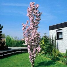 PRUNUS SERR. ERECTA AMANOGAWA CLT 18 CIRC. TR. 08 - 10 CM 1/2 STD