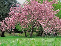 PRUNUS SERR. KANZAN CLT 18 CIRC. TR. 08 - 10 + CM 1/2 STD