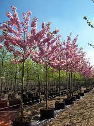 PRUNUS SERR. KANZAN STANDARD