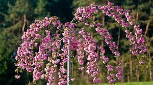 PRUNUS SERR. 'KIKUSHIDARE SAKURA' CLT 15   CIRC. TR. 06 - 08+ CM  1/2 STD - Image 2