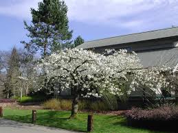 Prunus serr. Shirotae 12-14cm