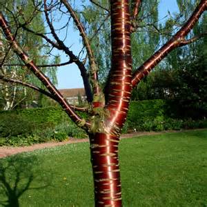 PRUNUS SERRULA
