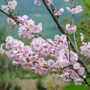 PRUNUS SERRULATA AUTUMNALIS ROSEA