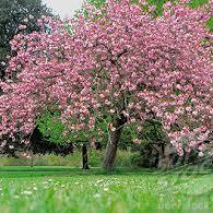 PRUNUS SERRULATA KANZAN  TG
