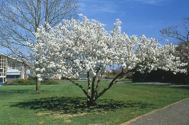 PRUNUS SERRULATA TAI-HAKU