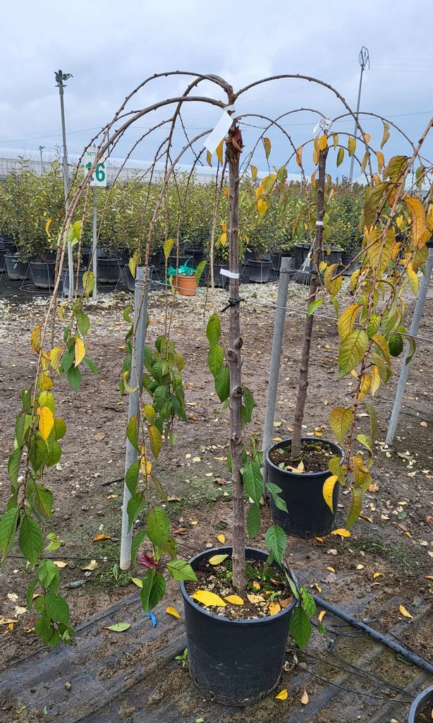 PRUNUS SNOW FOUNTAIN CLT 15   CIRC. TR. 06 - 08+ CM  1/2 STD