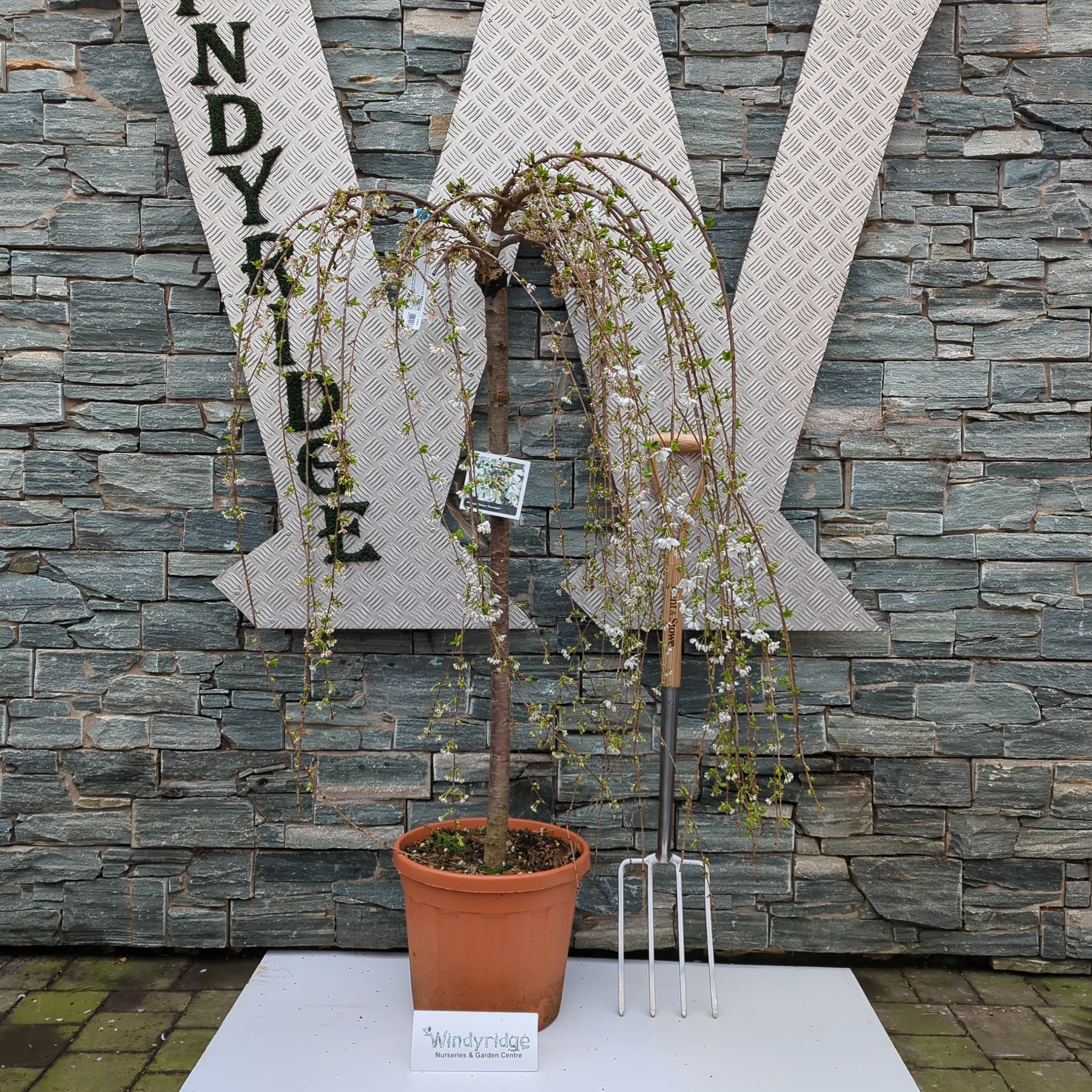 PRUNUS SNOW FOUNTAIN CLT 25   CIRC. TR. 10 - 12 CM  1/2 STD - Image 2
