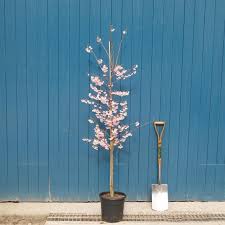 PRUNUS SUBH. 'AUTUMNALIS ROSEA' CLT 35