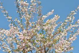 PRUNUS SUBH. 'AUTUMNALIS ROSEA' CLT 35 - Image 2
