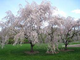 PRUNUS SUBH. PENDULA CLT 25   CIRC. TR. 10 - 12 CM  1/2 STD - Image 2
