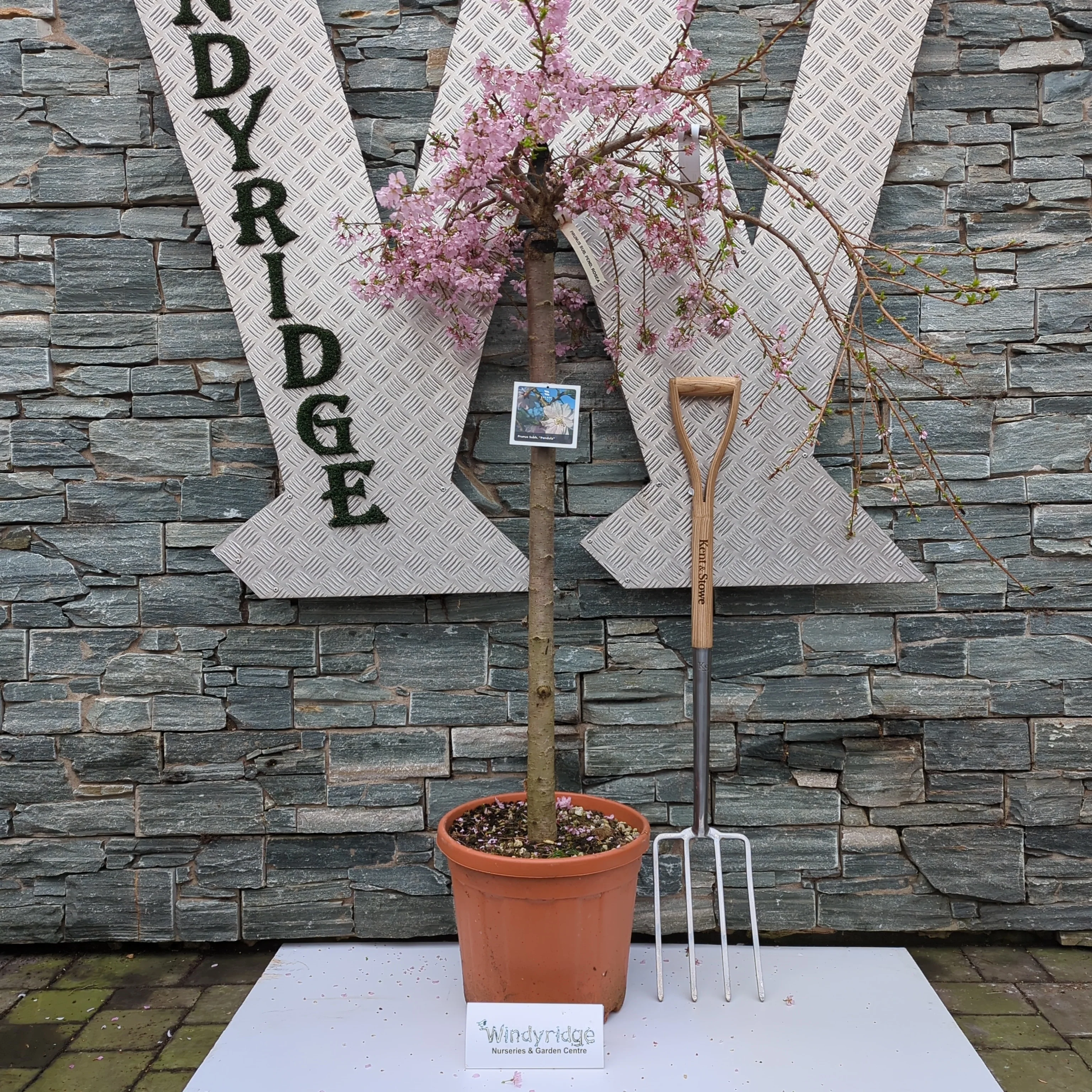 PRUNUS SUBH. PENDULA CLT 25   CIRC. TR. 10 - 12 CM  1/2 STD - Image 3