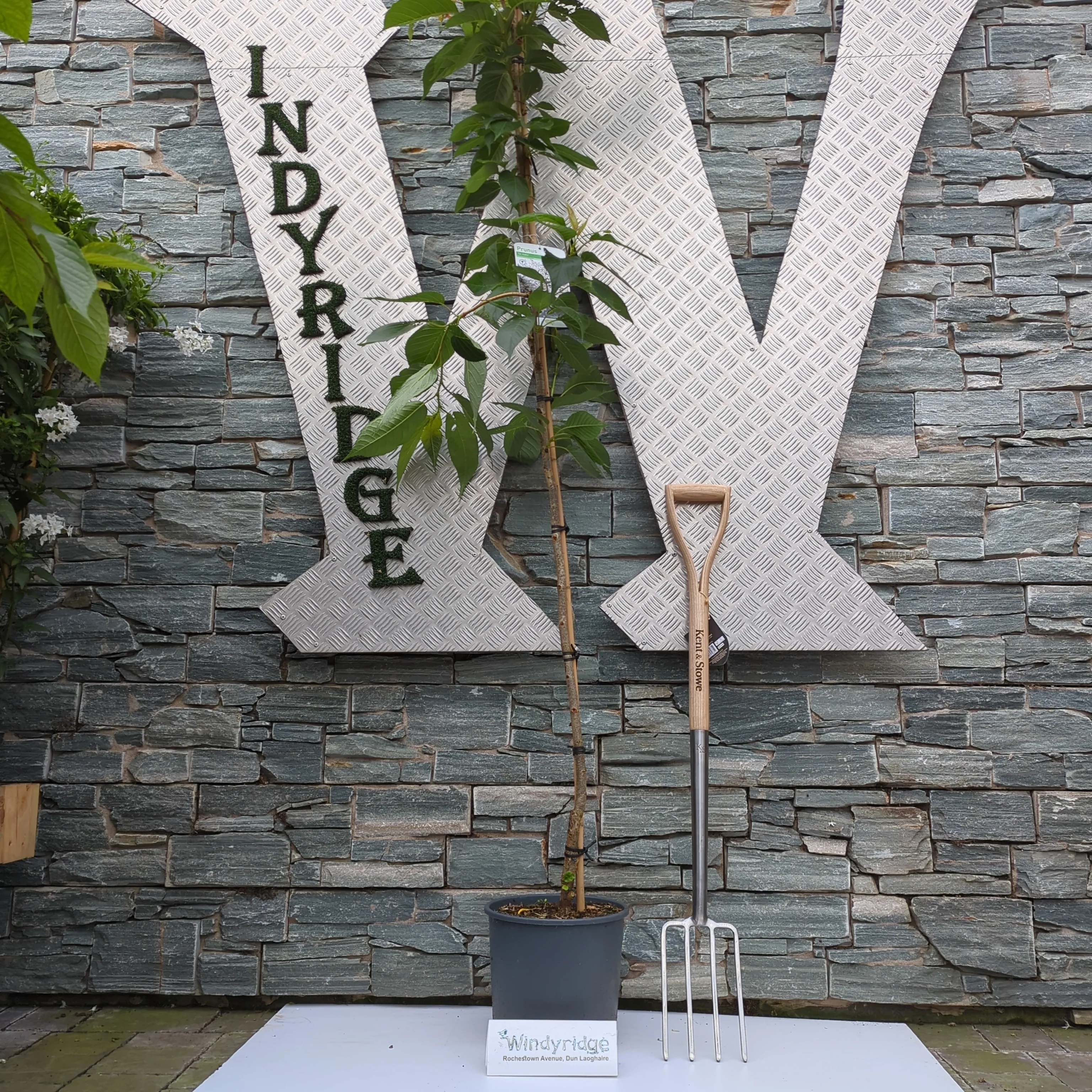 Prunus Tai Haku