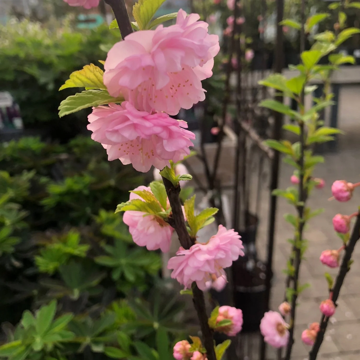 Prunus triloba