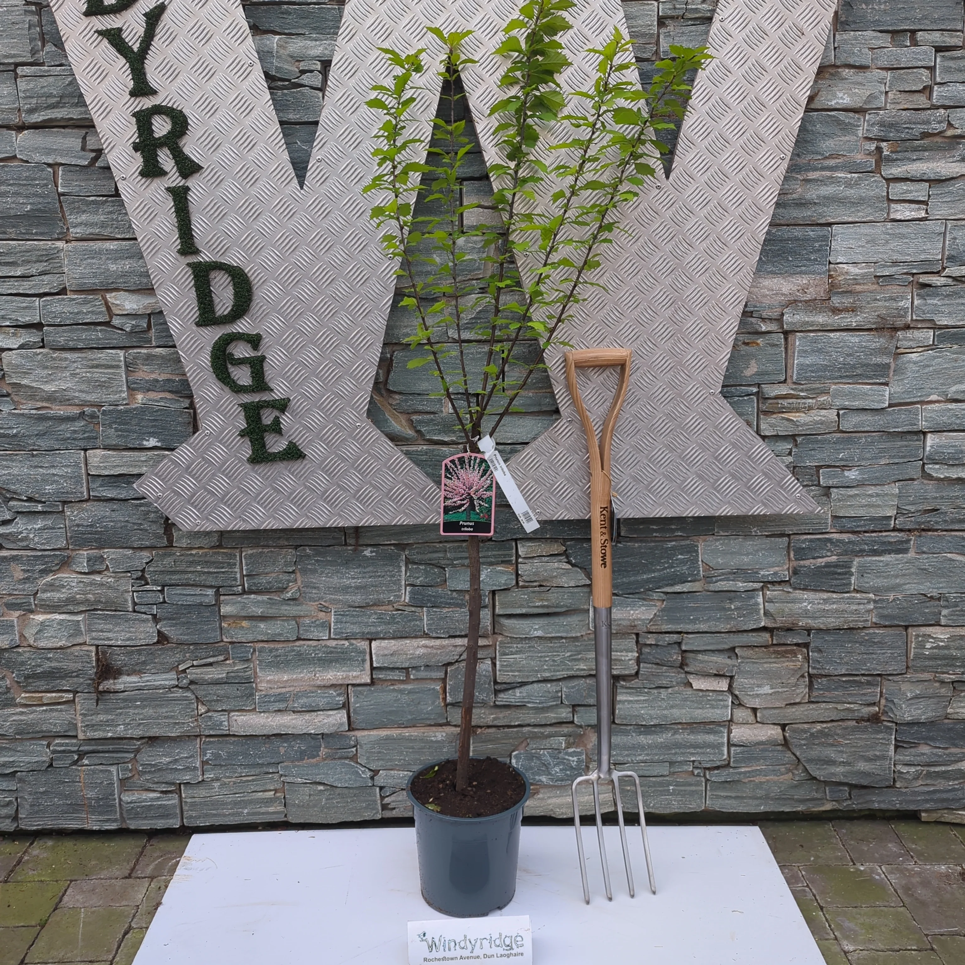 Prunus triloba - Image 2