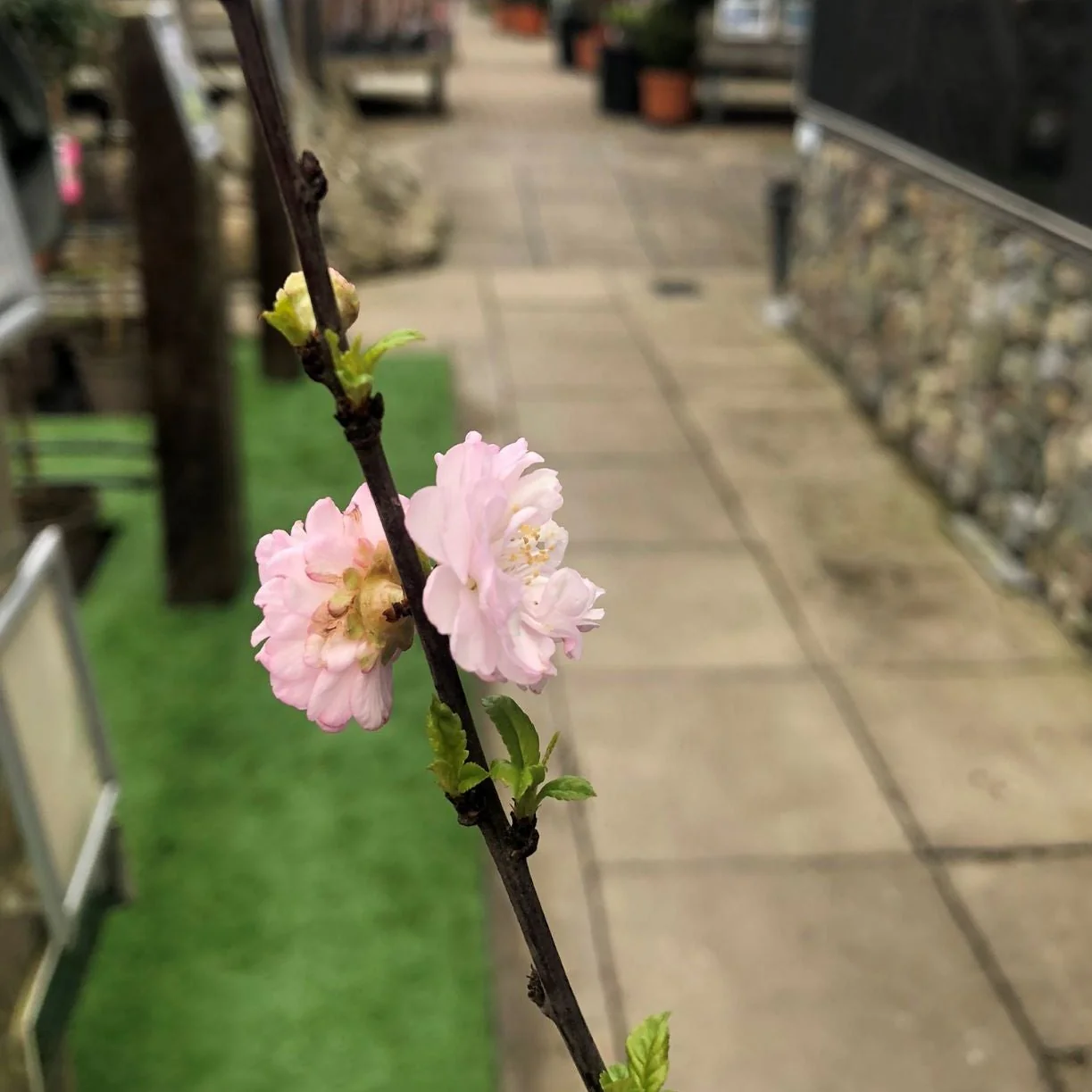 Prunus triloba - Image 5