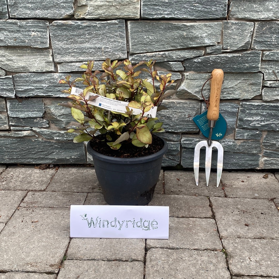 Pseudowintera colorata - Image 3