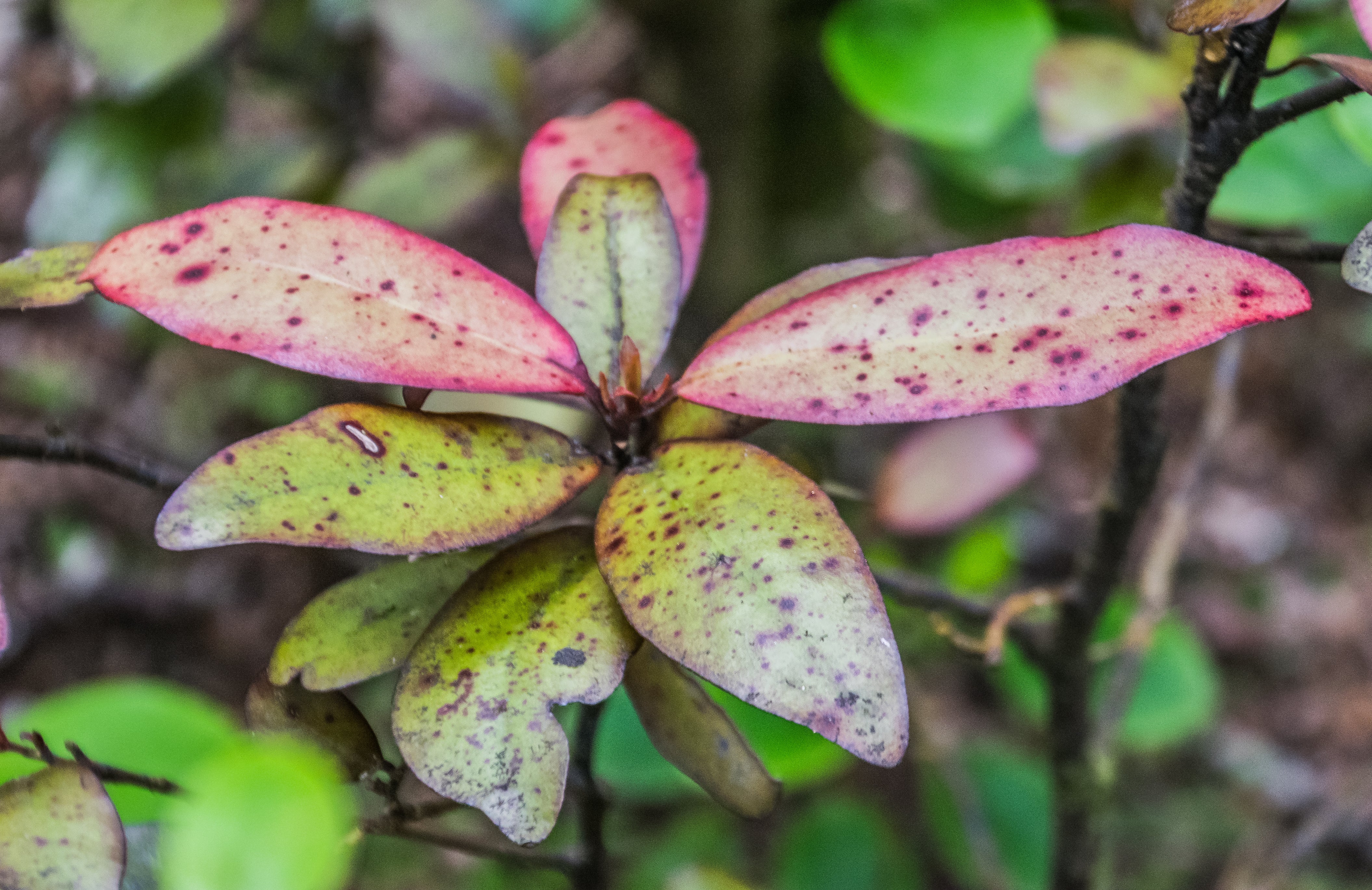 Pseudowintera colorata - Image 4