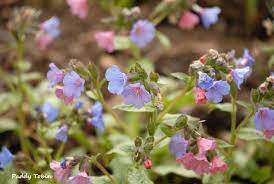 PULMONARIA Blakes Silver - Image 2