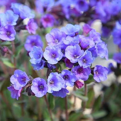 Pulmonaria Blue Ensign