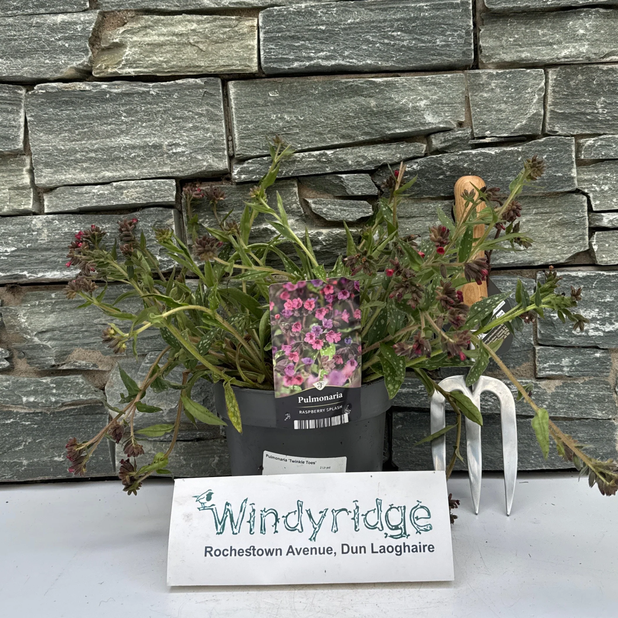Pulmonaria Twinkle Toes  2 Ltr pot - Image 2