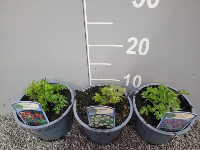 Pulsatilla mix - Image 2