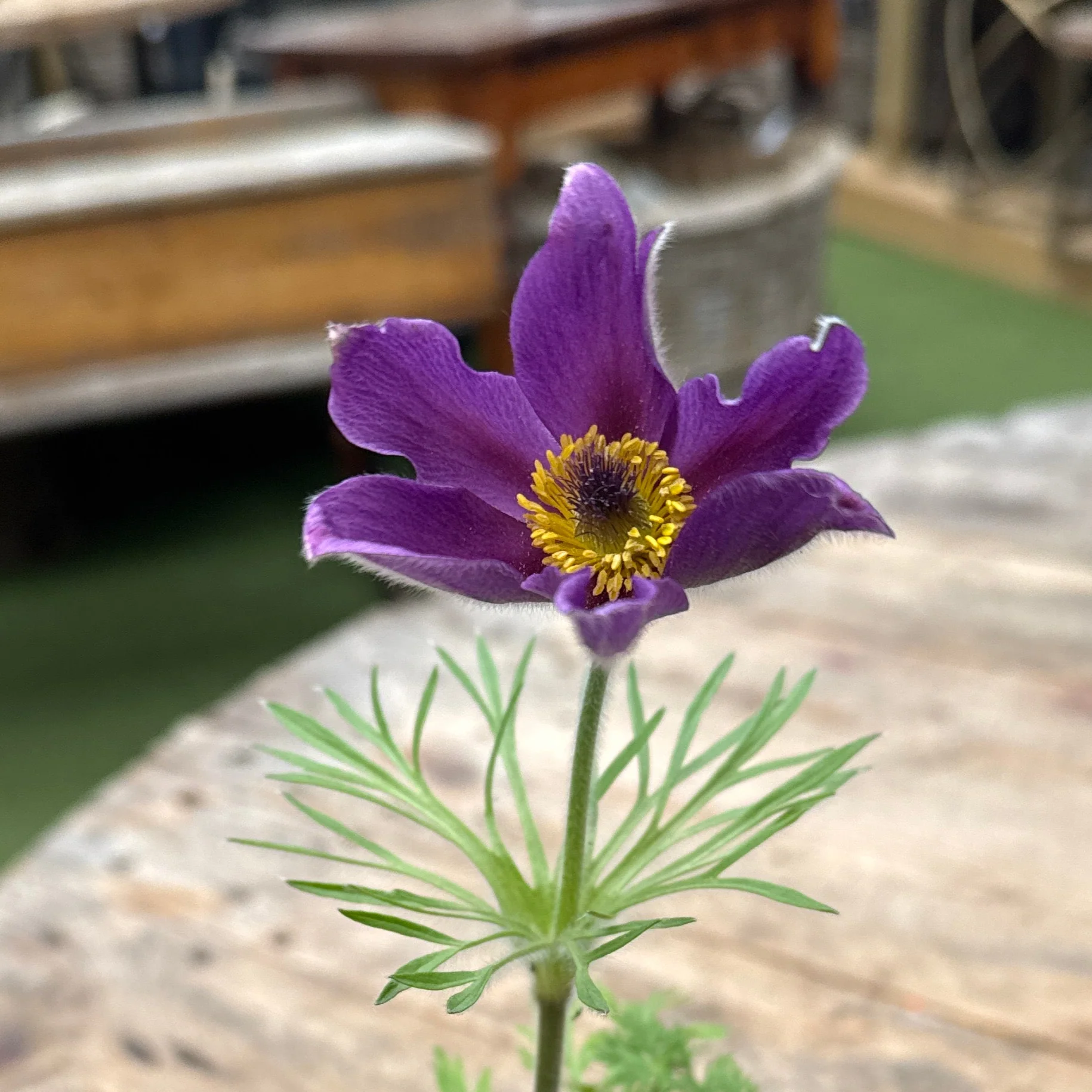 Pulsatilla vulgaris Violet Blue - Image 3