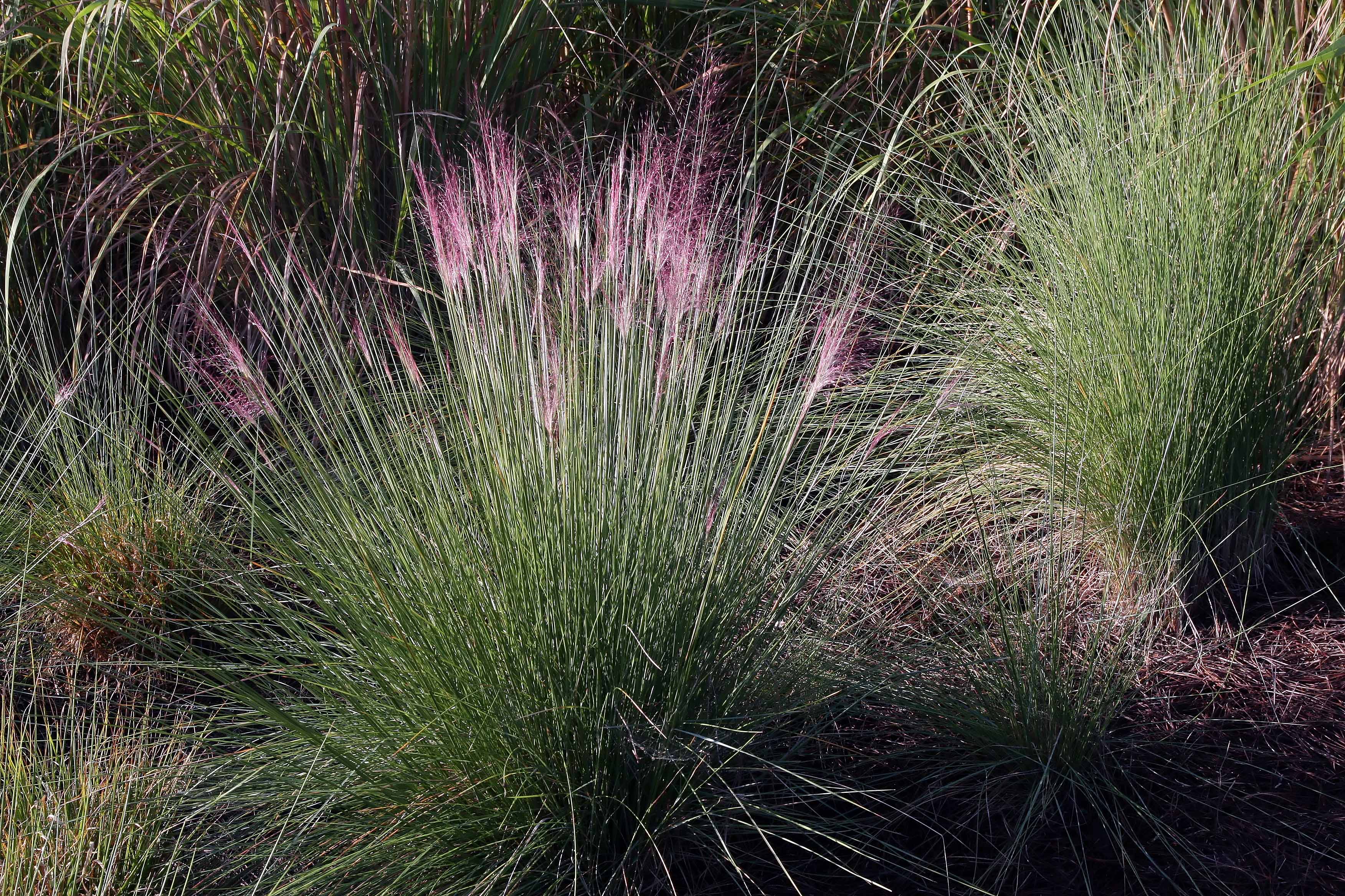 Molinia caerulea 'Heidebraut' 2L, square pot - Image 3