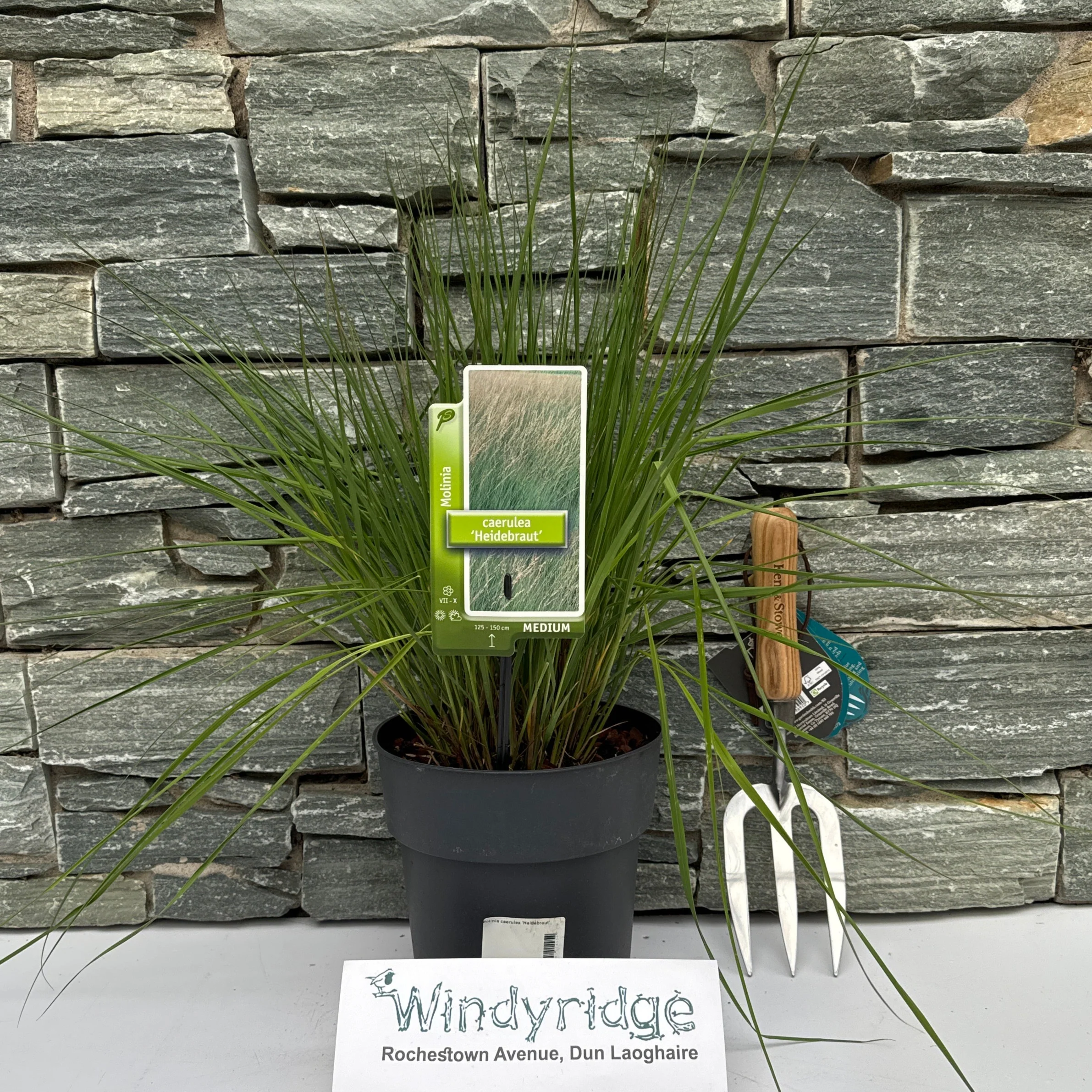 Purple Moor Grass Molinia Caerulea Heidebraut (3Ltr Pot) - Image 2