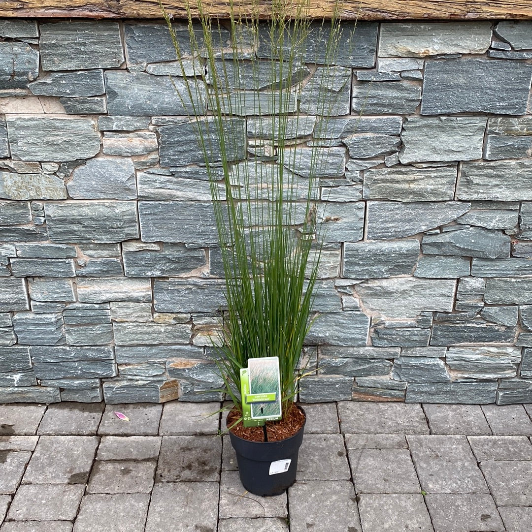 Purple Moor Grass Molinia Caerulea Heidebraut (3Ltr Pot) - Image 3