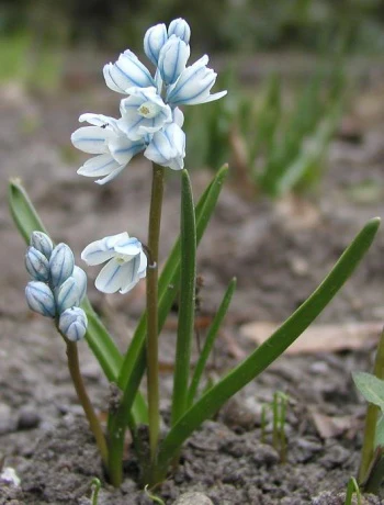 PUSCHKINIA SCILLOIDES LIBANOTICA