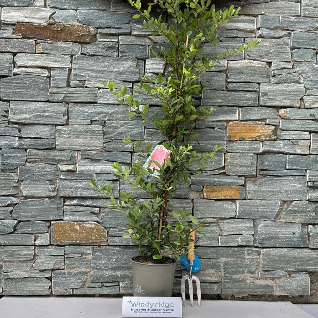 PYRACANTHA RED COLUMN