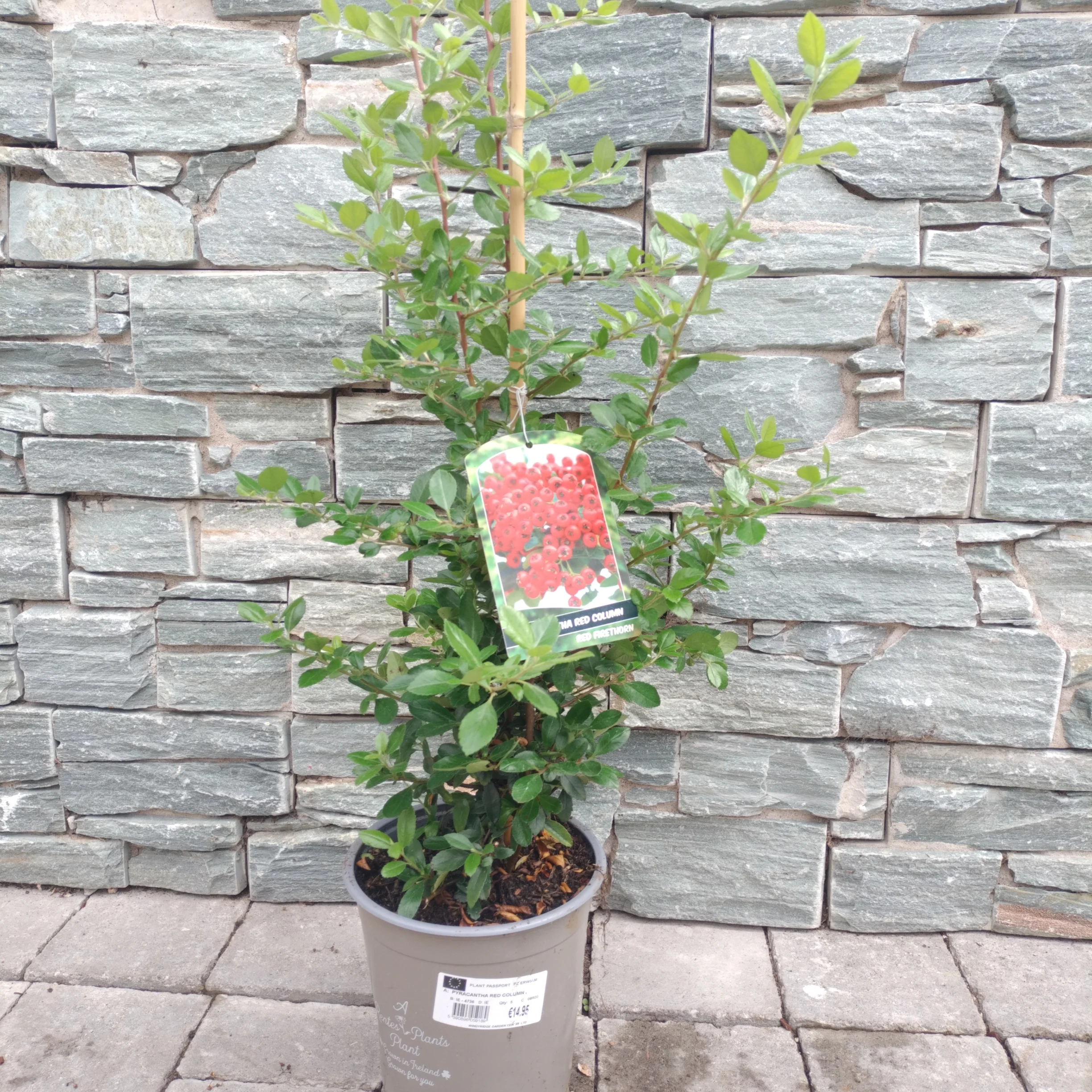 PYRACANTHA RED COLUMN - Image 3