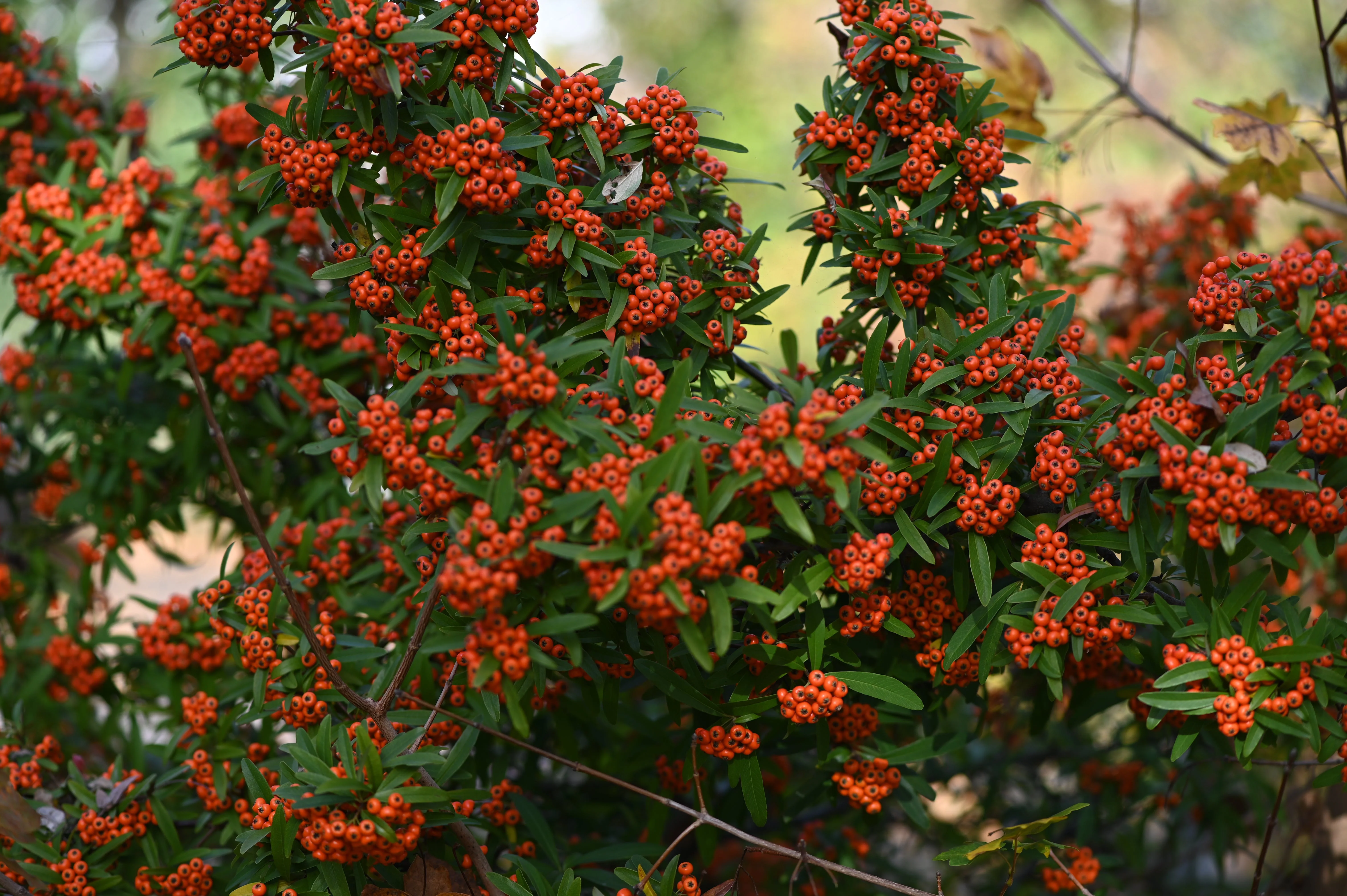 PYRACANTHA RED COLUMN - Image 4